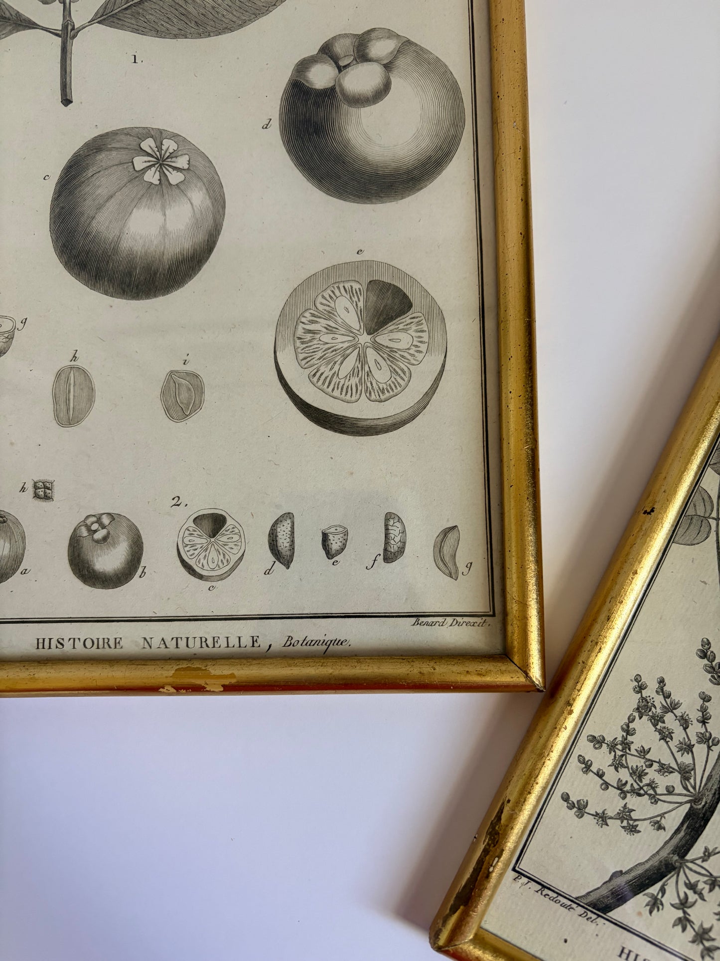 Botanical Framed Prints