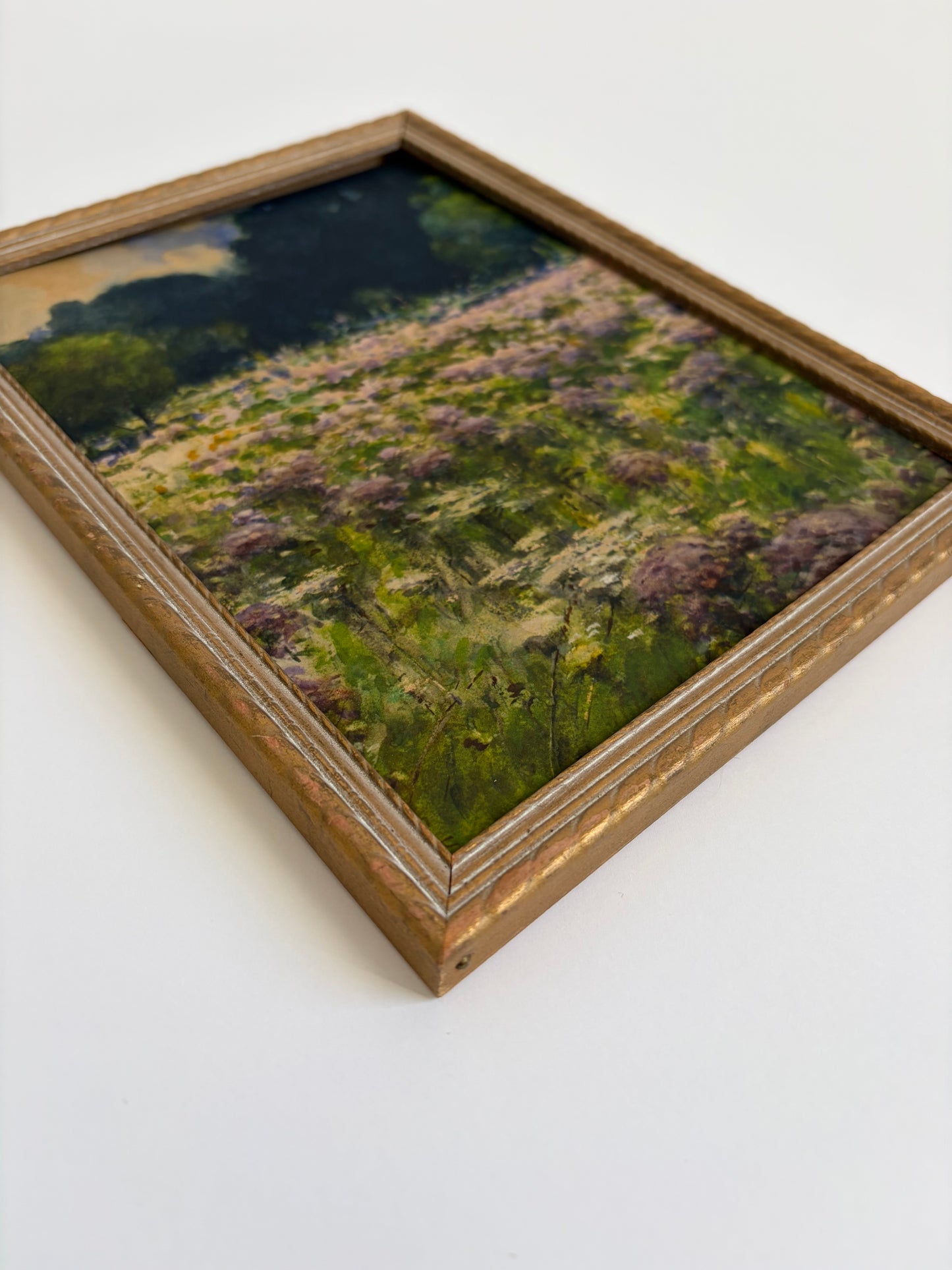 Pride of the Meadow