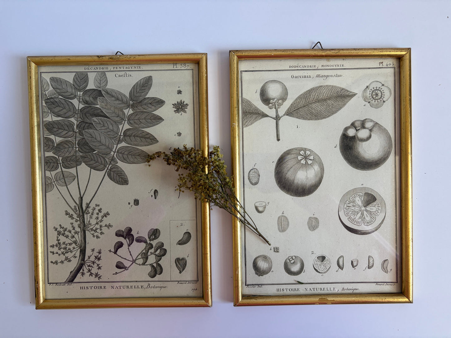 Botanical Framed Prints