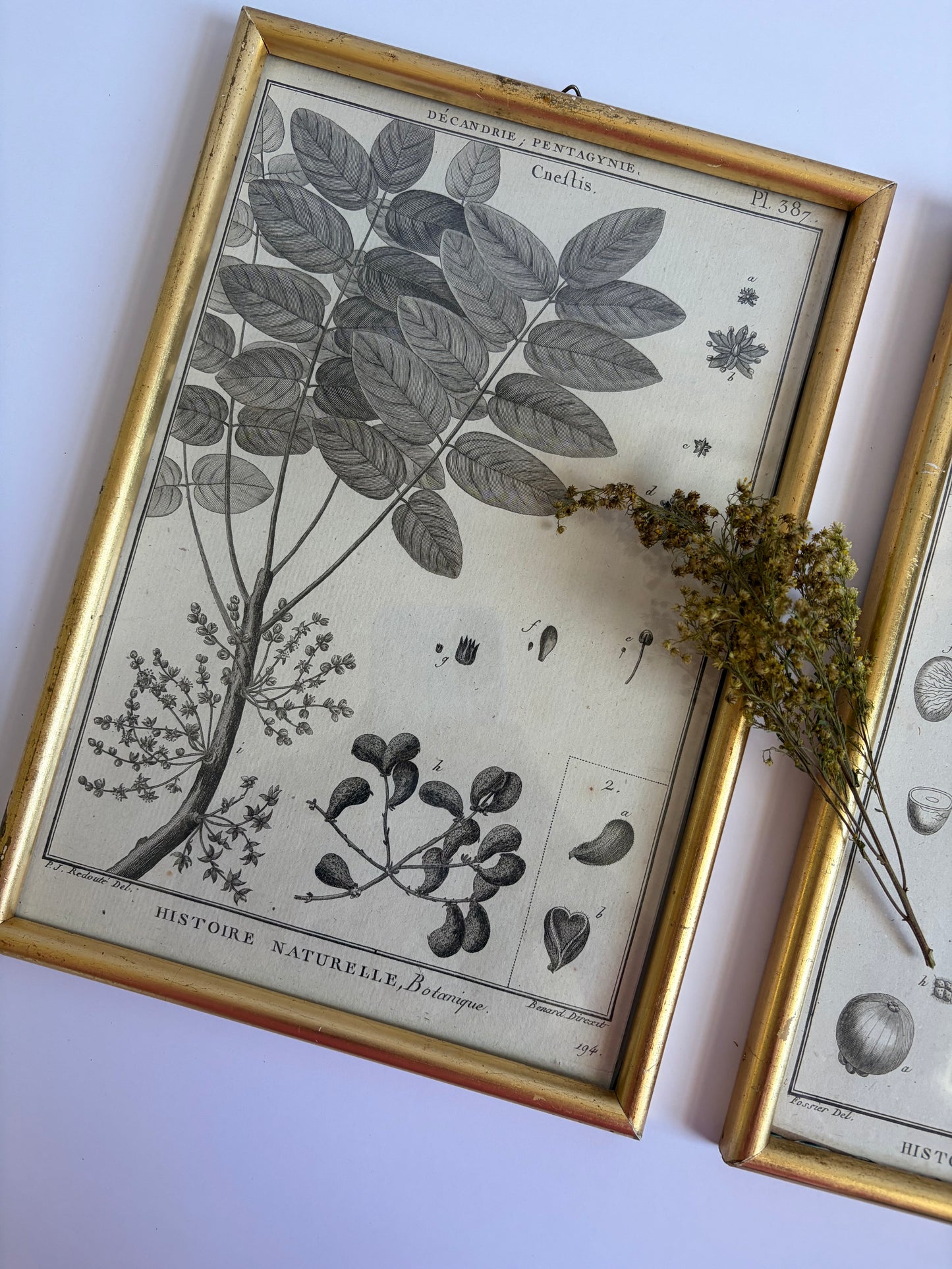 Botanical Framed Prints