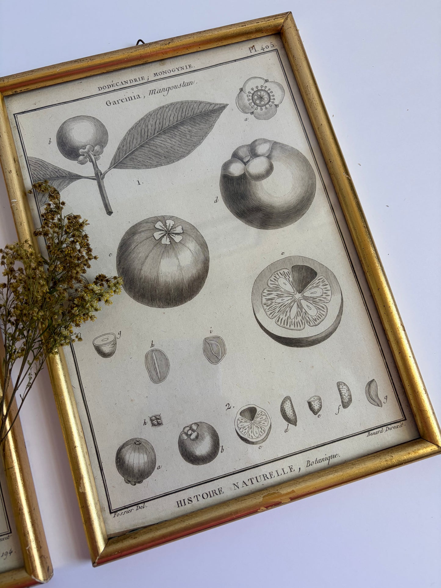 Botanical Framed Prints