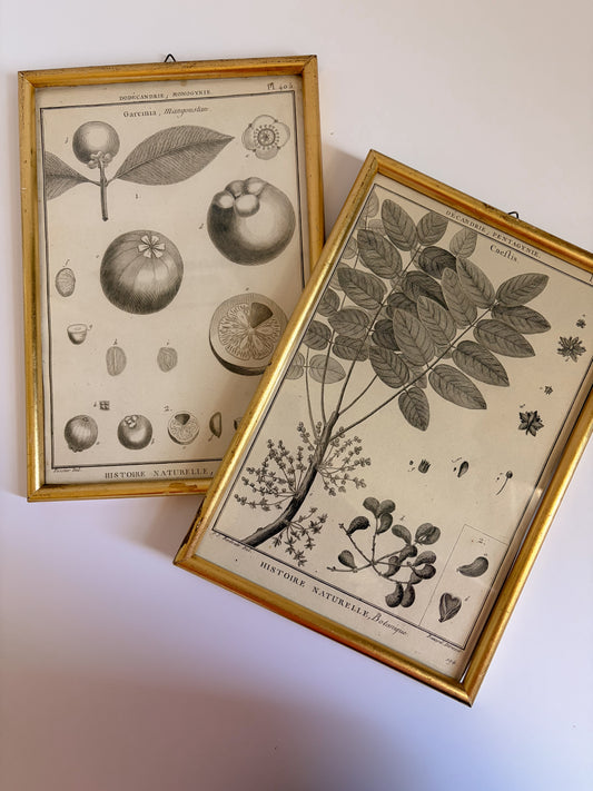 Botanical Framed Prints