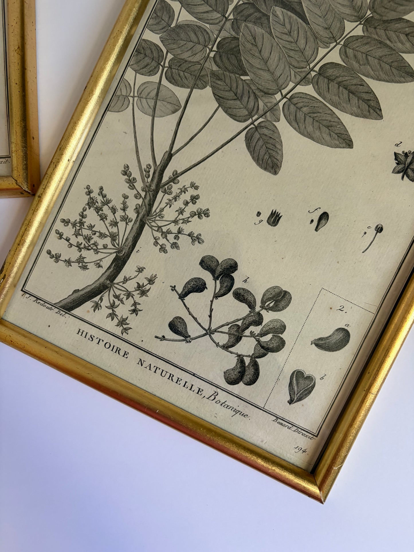 Botanical Framed Prints